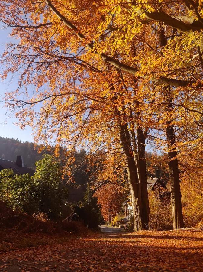 Haus Stefanie Elvire Daire Altenberg  Dış mekan fotoğraf